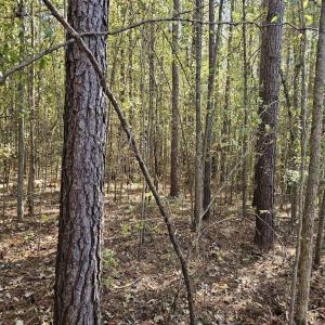 Photo #2 of 850 Clarence Phillips, Bennett, NC 18.6 acres