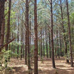 Photo #6 of 850 Clarence Phillips, Bennett, NC 18.6 acres