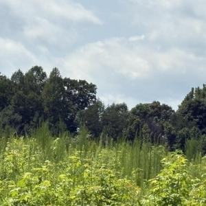 Photo #2 of Lot 2 Sams, Mebane, NC 4.7 acres