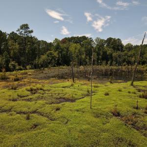 Photo #9 of (tract C) Brassfield, Creedmoor, NC 22.4 acres