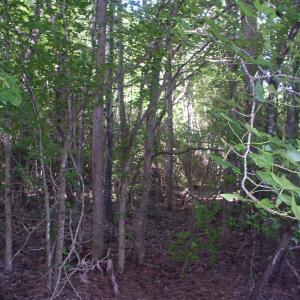 Photo #15 of 140 Bonnie Harris, Louisburg, NC 64.0 acres