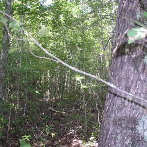 Photo #14 of 140 Bonnie Harris, Louisburg, NC 64.0 acres