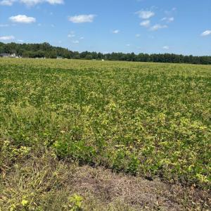 Photo #2 of Bethel Baptist, Spring Lake, NC 38.1 acres