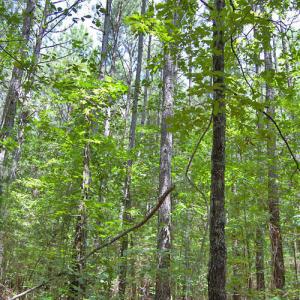 Photo #57 of Buckhorn Road, Bullock, NC 362.5 acres