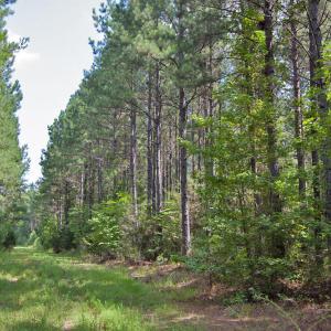 Photo #17 of Buckhorn Road, Bullock, NC 362.5 acres