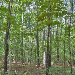 Photo #56 of Buckhorn Road, Bullock, NC 362.5 acres