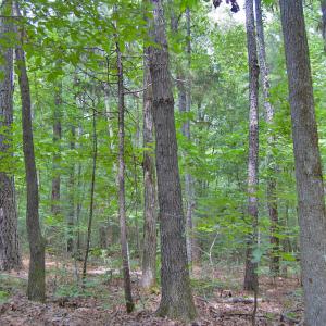 Photo #58 of Buckhorn Road, Bullock, NC 362.5 acres