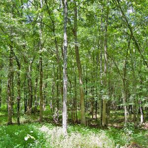 Photo #46 of Buckhorn Road, Bullock, NC 362.5 acres