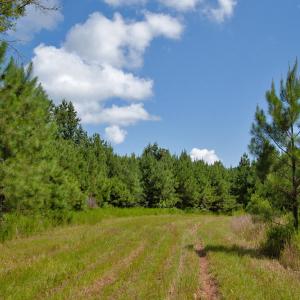 Photo #24 of Buckhorn Road, Bullock, NC 362.5 acres