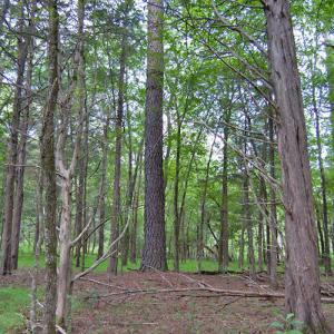 Photo #51 of Buckhorn Road, Bullock, NC 362.5 acres