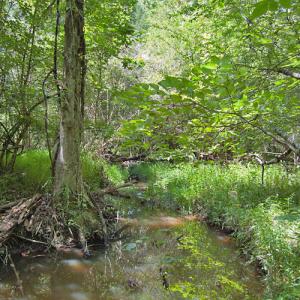Photo #45 of Buckhorn Road, Bullock, NC 362.5 acres