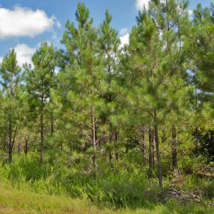 Photo #14 of Buckhorn Road, Bullock, NC 362.5 acres