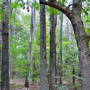 Photo #59 of Buckhorn Road, Bullock, NC 362.5 acres