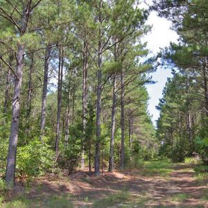 Photo #8 of Buckhorn Road, Bullock, NC 362.5 acres