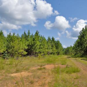 Photo #18 of Buckhorn Road, Bullock, NC 362.5 acres