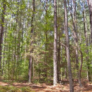 Photo #35 of Buckhorn Road, Bullock, NC 362.5 acres