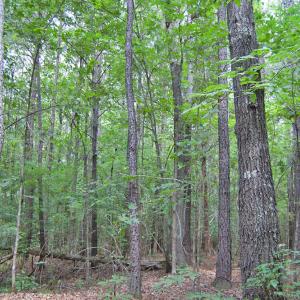 Photo #60 of Buckhorn Road, Bullock, NC 362.5 acres