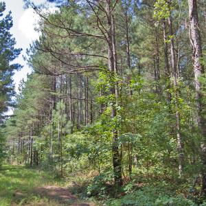 Photo #20 of Buckhorn Road, Bullock, NC 362.5 acres