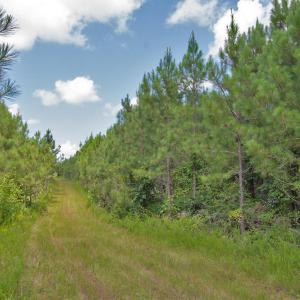 Photo #34 of Buckhorn Road, Bullock, NC 362.5 acres