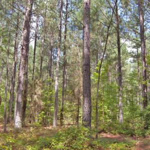 Photo #36 of Buckhorn Road, Bullock, NC 362.5 acres
