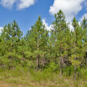 Photo #10 of Buckhorn Road, Bullock, NC 362.5 acres