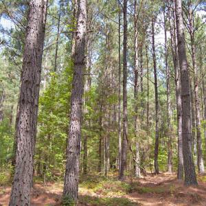 Photo #32 of Buckhorn Road, Bullock, NC 362.5 acres