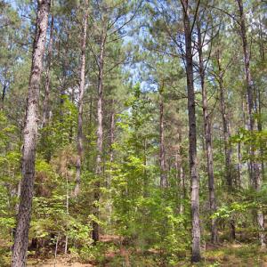 Photo #33 of Buckhorn Road, Bullock, NC 362.5 acres