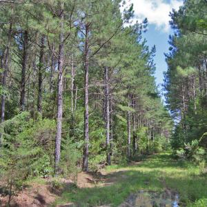 Photo #2 of Buckhorn Road, Bullock, NC 362.5 acres