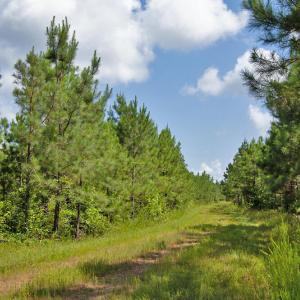 Photo #15 of Buckhorn Road, Bullock, NC 362.5 acres
