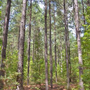 Photo #22 of Buckhorn Road, Bullock, NC 362.5 acres