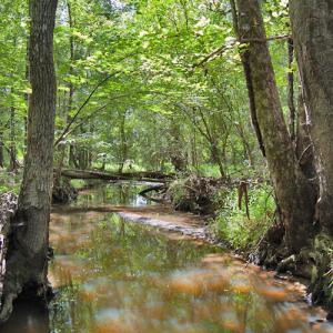 Photo #47 of Buckhorn Road, Bullock, NC 362.5 acres