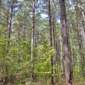 Photo #28 of Buckhorn Road, Bullock, NC 362.5 acres