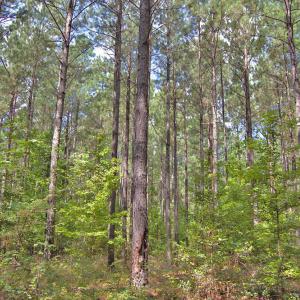 Photo #25 of Buckhorn Road, Bullock, NC 362.5 acres