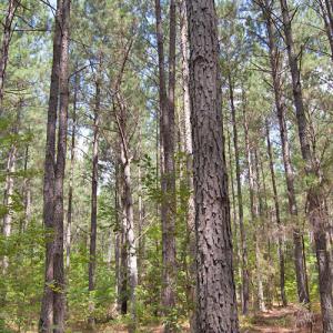 Photo #27 of Buckhorn Road, Bullock, NC 362.5 acres