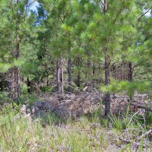 Photo #19 of Buckhorn Road, Bullock, NC 362.5 acres