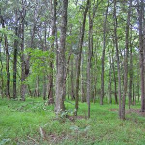 Photo #44 of Buckhorn Road, Bullock, NC 362.5 acres