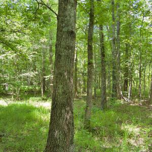 Photo #48 of Buckhorn Road, Bullock, NC 362.5 acres