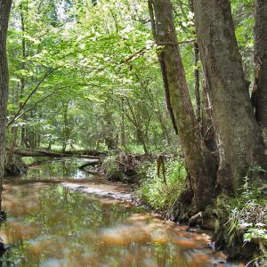 Photo #49 of Buckhorn Road, Bullock, NC 362.5 acres