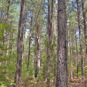 Photo #26 of Buckhorn Road, Bullock, NC 362.5 acres