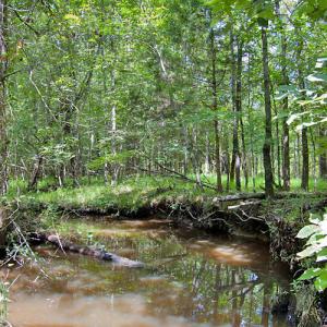 Photo #43 of Buckhorn Road, Bullock, NC 362.5 acres