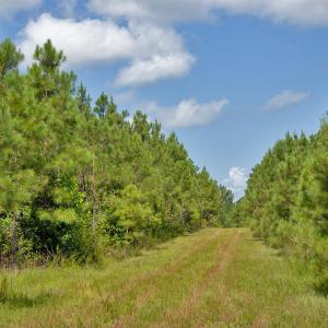 Photo #13 of Buckhorn Road, Bullock, NC 362.5 acres