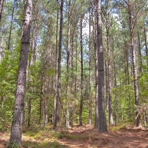 Photo #30 of Buckhorn Road, Bullock, NC 362.5 acres