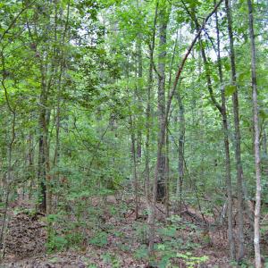 Photo #61 of Buckhorn Road, Bullock, NC 362.5 acres