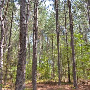 Photo #29 of Buckhorn Road, Bullock, NC 362.5 acres