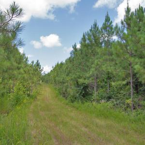 Photo #39 of Buckhorn Road, Bullock, NC 362.5 acres