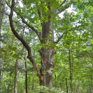 Photo #55 of Buckhorn Road, Bullock, NC 362.5 acres