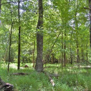 Photo #42 of Buckhorn Road, Bullock, NC 362.5 acres