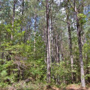 Photo #21 of Buckhorn Road, Bullock, NC 362.5 acres