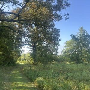 Photo #10 of 647 Joe Brown, Bear Creek, NC 50.3 acres