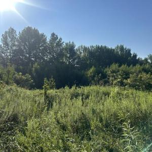 Photo #4 of 647 Joe Brown, Bear Creek, NC 50.3 acres
